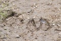 Moose tracks in mud