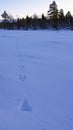 Moose tracks in snow in Are Valadalen in Jamtland in Sweden