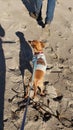 Moose in a Turd sweater on the beach