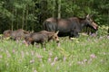 Moose with two Calves