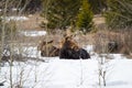 Moose and two calves resting in a sunlit snowy forest