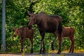 Moose with two calves walking on a pathway surrounded by lush green foliage Royalty Free Stock Photo