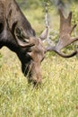 Moose in Velvet Royalty Free Stock Photo