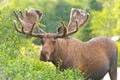 Moose in Velvet feeding in the wilderness Royalty Free Stock Photo