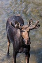 Moose in Velvet Standing in a River Royalty Free Stock Photo