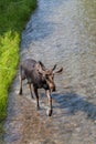 Moose in Velvet Walking in a River Royalty Free Stock Photo