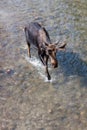 Moose in Velvet Walking in a River Royalty Free Stock Photo