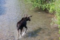 Moose in Velvet Walking in a River Royalty Free Stock Photo