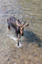 Moose in Velvet Walking in a River Royalty Free Stock Photo