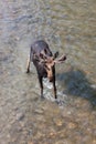 Moose in Velvet Walking in a River Royalty Free Stock Photo