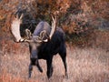 Moose, walking through autumn meadow