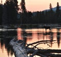 Moose walking on the lake at Rocky Mountain National Park in Colorado during sunrise Royalty Free Stock Photo