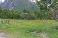 A moose walking in a Norwegian forest. Photo taken at midnight, midnight sun Royalty Free Stock Photo