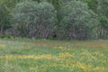 A moose walking in a Norwegian forest. Photo taken at midnight, midnight sun Royalty Free Stock Photo