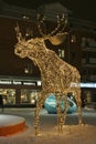A moose wanders across the square