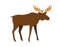 Moose, wild forest animal. Male bull elk with horns, antlers. Big woods mammal of North. Adult Northern stag profile