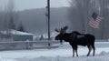 Moose in the wild, winter, wallpaper, background, photography, american flag, Generative AI