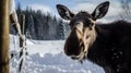 Moose in the wild, winter, wallpaper, background, photography, american flag, Generative AI