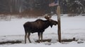 Moose in the wild, winter, wallpaper, background, photography, american flag, Generative AI