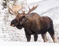 Moose in winter in Jasper, Canada Royalty Free Stock Photo