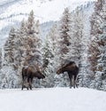 Moose in Jasper Canada Royalty Free Stock Photo