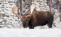 A Moose in Winter in Jasper Canada Royalty Free Stock Photo