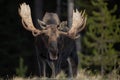 A Moose in Winter in Jasper Canada Royalty Free Stock Photo