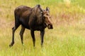 Moose (Alces alces) in Yukon