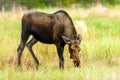 Moose (Alces alces) in Yukon