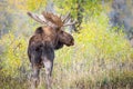 Moose in yellow forest Royalty Free Stock Photo