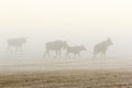 Mooses on a field Royalty Free Stock Photo