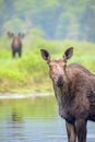 Mooses in the river