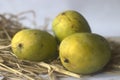 Moovandan Mango, a common mango of Kerala. A tropical fruit cultivated in many regions of India Royalty Free Stock Photo