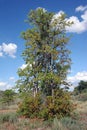 Mopane Tree (Colophospermum mopane) Royalty Free Stock Photo