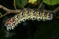 Mopane Worm (Gonimbrasia belina), a delicacy in southern Africa