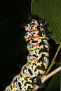 Mopane Worm (Gonimbrasia belina), a delicacy in southern Africa