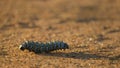Mopane worms feed new leaves at dry season