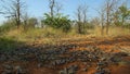 Mopane worms feed new leaves at dry season