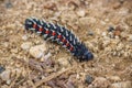 Mopani worm on the ground Royalty Free Stock Photo