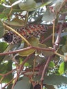 Mopani worms From mopani tree