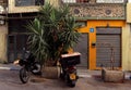 A moped and scooter parked next to a palm tree near a residential building.