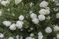 Mophead Hydrangea Background Royalty Free Stock Photo