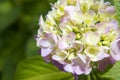 Mophead Hydrangea blooms Royalty Free Stock Photo