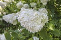 Mophead Hydrangea, Closeup Royalty Free Stock Photo