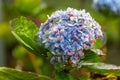 Mophead Hydrangea growing in the field Royalty Free Stock Photo