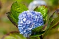Mophead Hydrangea growing in the field Royalty Free Stock Photo
