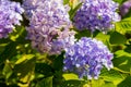 Mophead Hydrangea - Hydrangea macrophylla 'Endless Summer Royalty Free Stock Photo