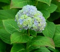 Mophead Hydrangea - Hydrangea macrophylla flower with soft background Royalty Free Stock Photo