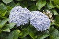 Mophead Hydrangea Royalty Free Stock Photo