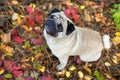 Mops in autumn leaves Royalty Free Stock Photo